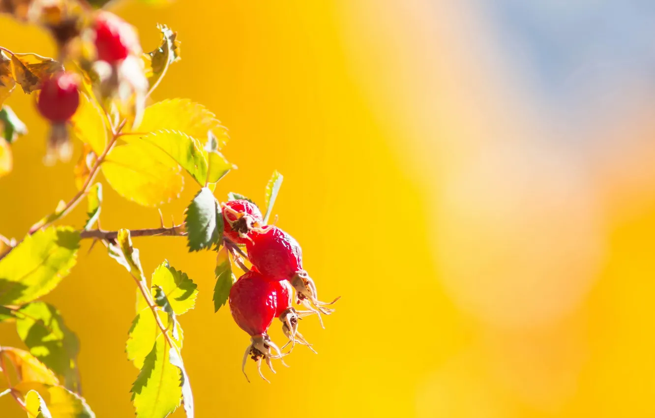 Фото обои nature, Fall Color, Wild rose