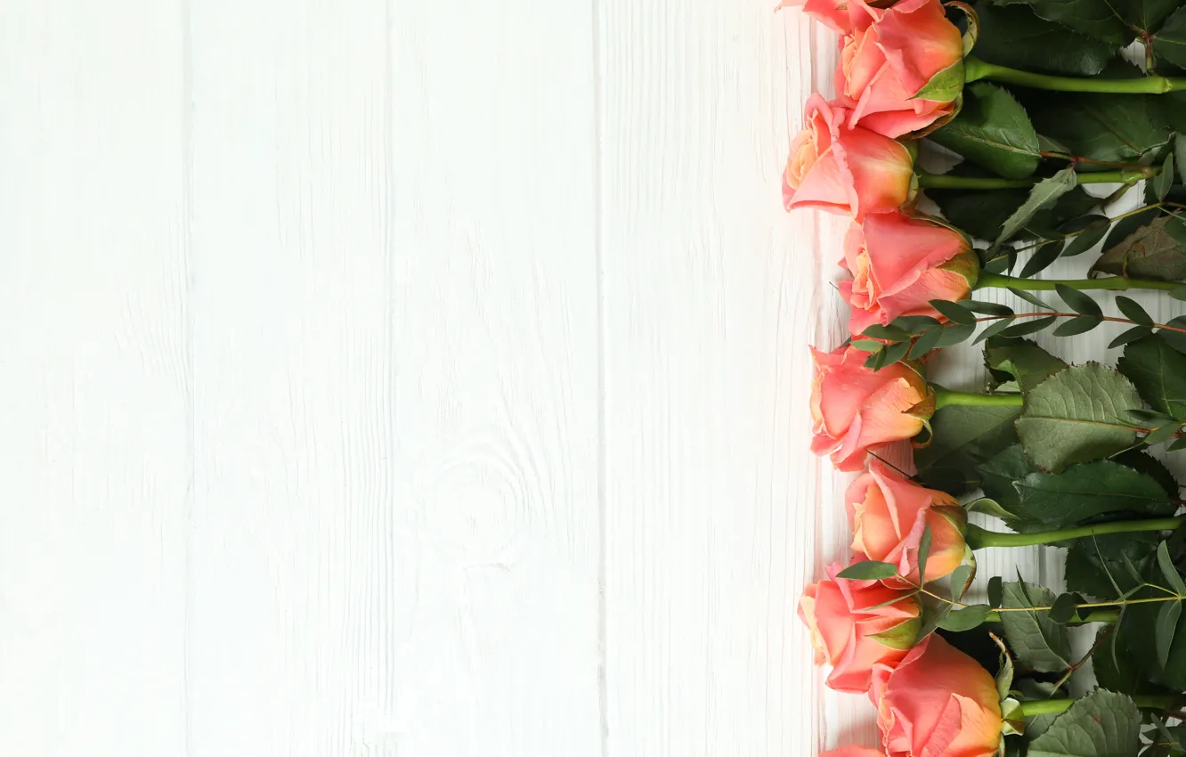 Фото обои белый, фон, розы, оранжевые, Atlascompany