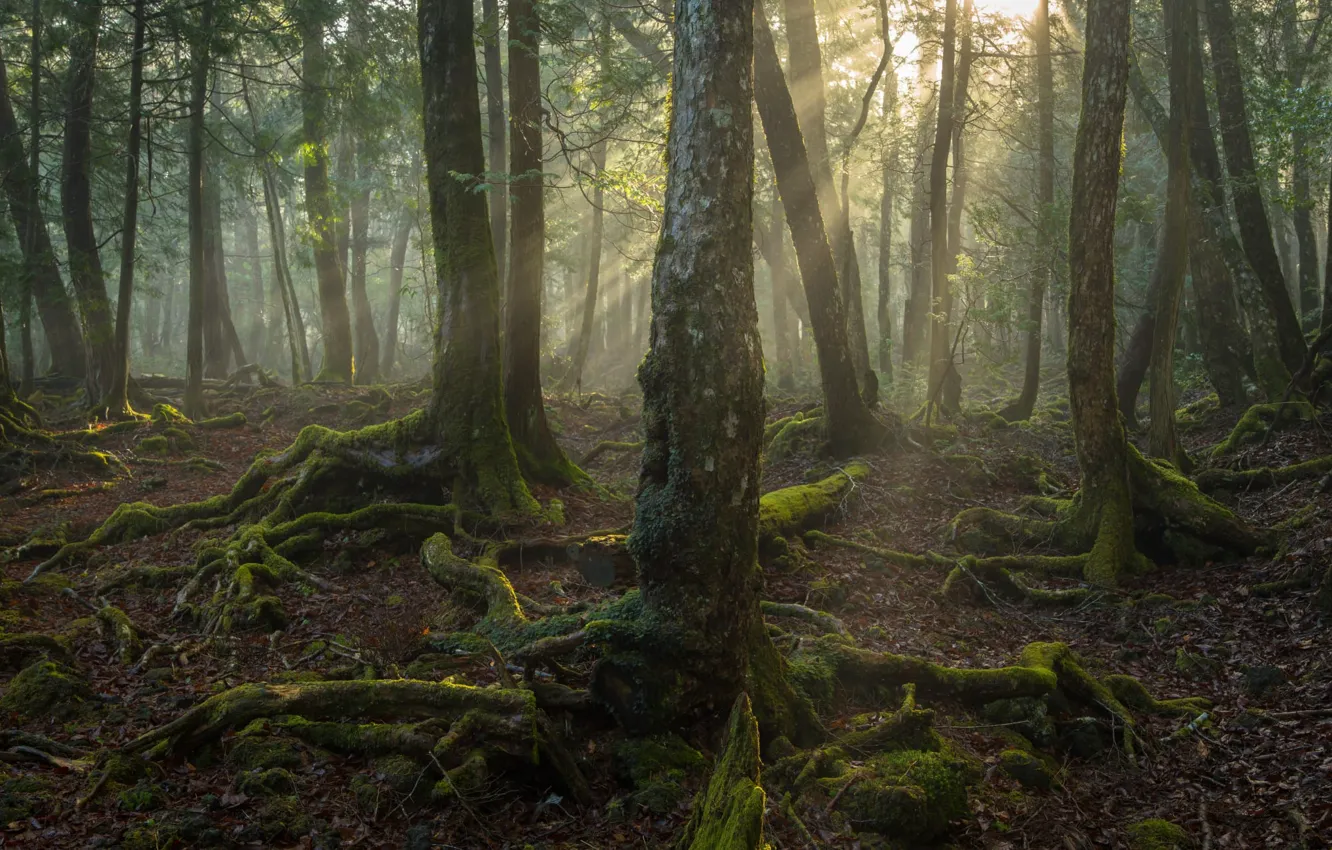 Фото обои лучи, свет, деревья, природа, корни, мох, Япония, лес Аокигахара