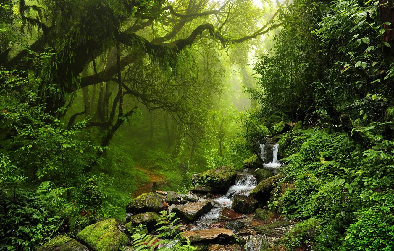 Фото обои лес, деревья, природа, ручей, камни, тропинка