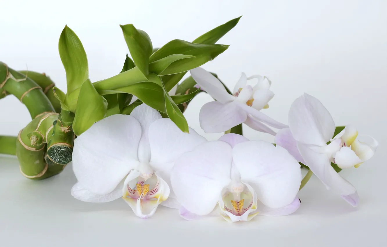 Фото обои Цветок, Бамбук, Орхидея