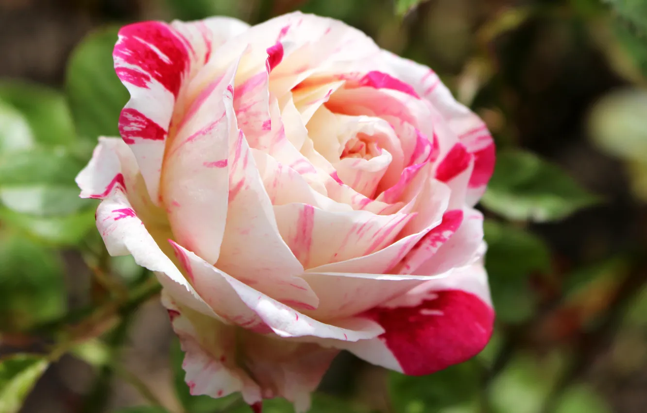 Фото обои роза, цветение, Roses