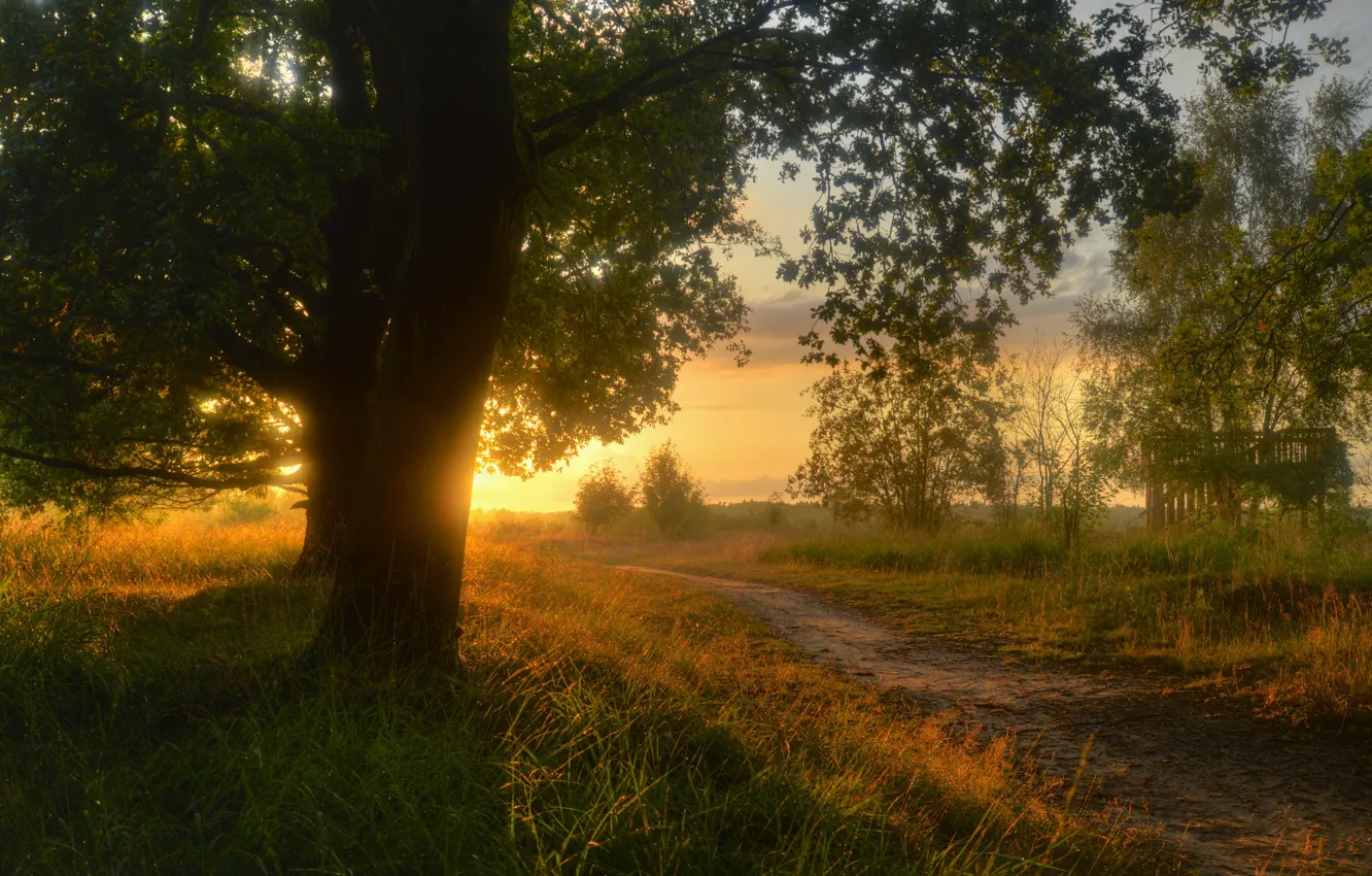 Фото обои дорога, трава, солнце, деревья, пейзаж, закат, природа, тропа