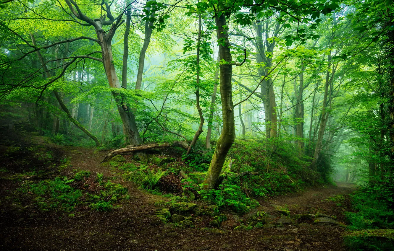Фото обои лес, деревья, туман, Великобритания, тропинка, Two Dales, Nr Matlock