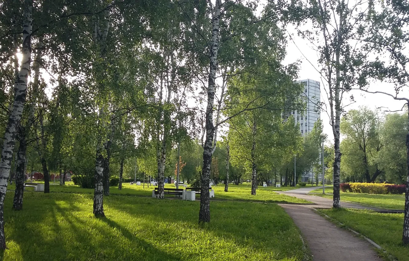 Фото обои зелень, деревья, дорожки, весна, тени, березы, солнечный свет, городской парк