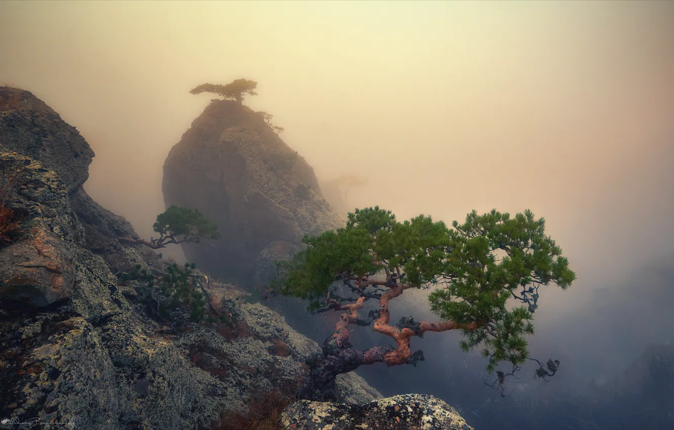 Фото обои осень, деревья, горы, природа, туман, сосны, Крым, Демерджи