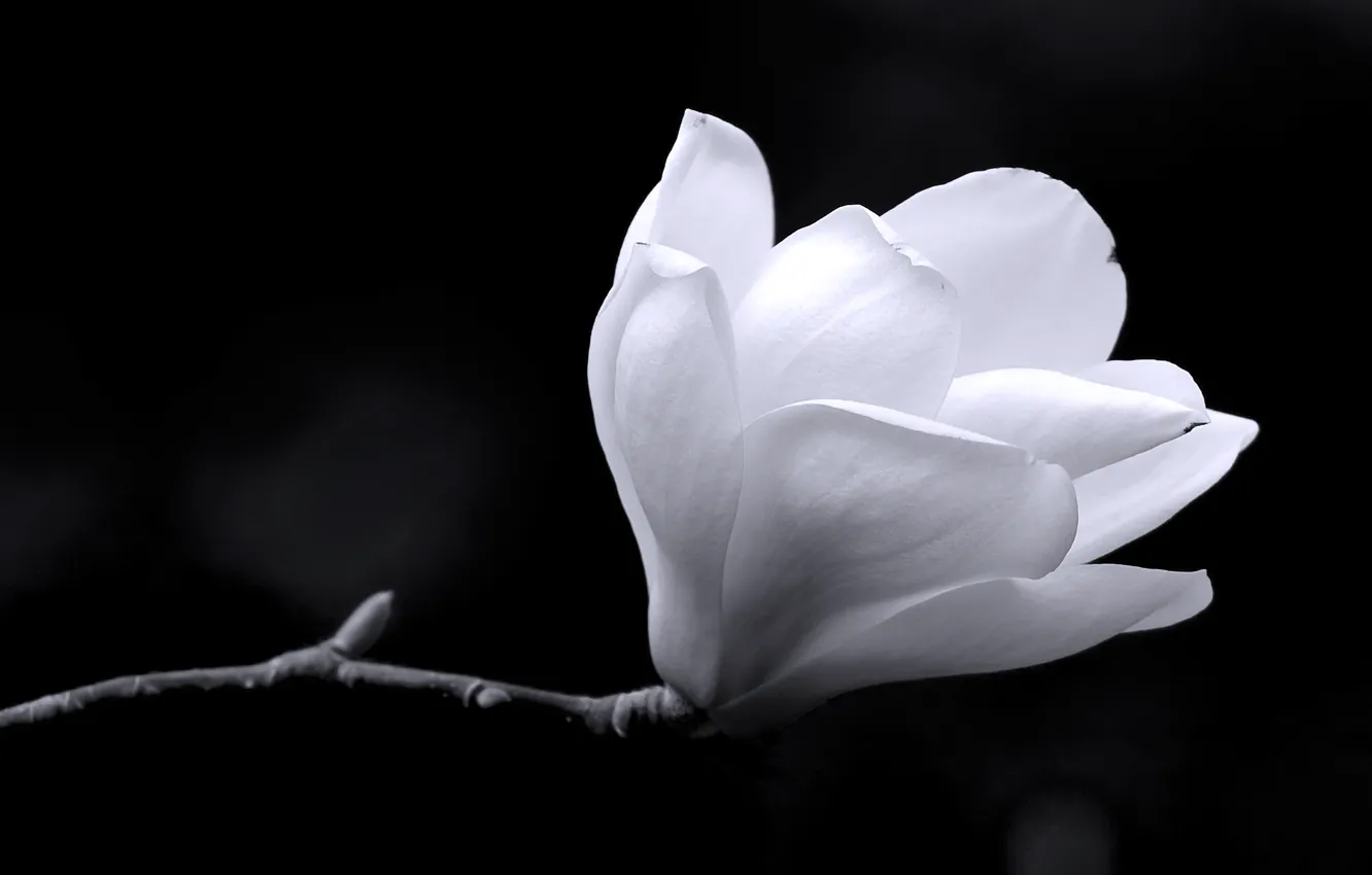 Фото обои white, black, background, magnolia
