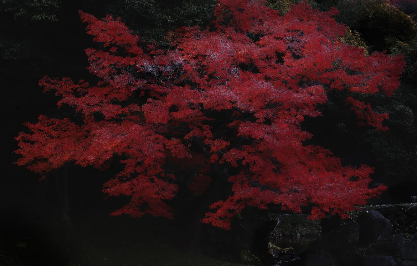 Фото обои осень, лес, листья, дерево, клён японский, багрянец