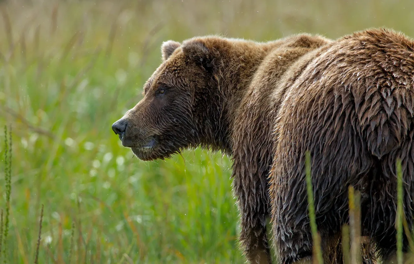 Фото обои природа, фон, медведь