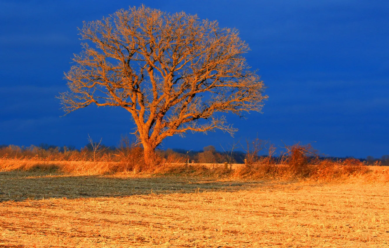 Фото обои поле, осень, небо, дерево