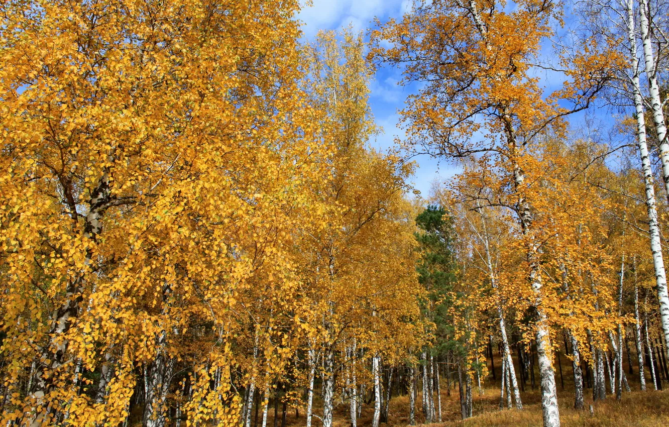 Фото обои осень, деревья, природа, фото, березы, Россия