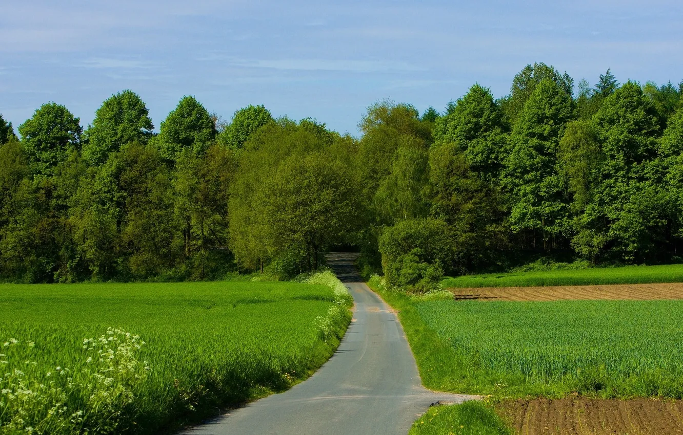 Фото обои дорога, зелень, поле, лес, деревья