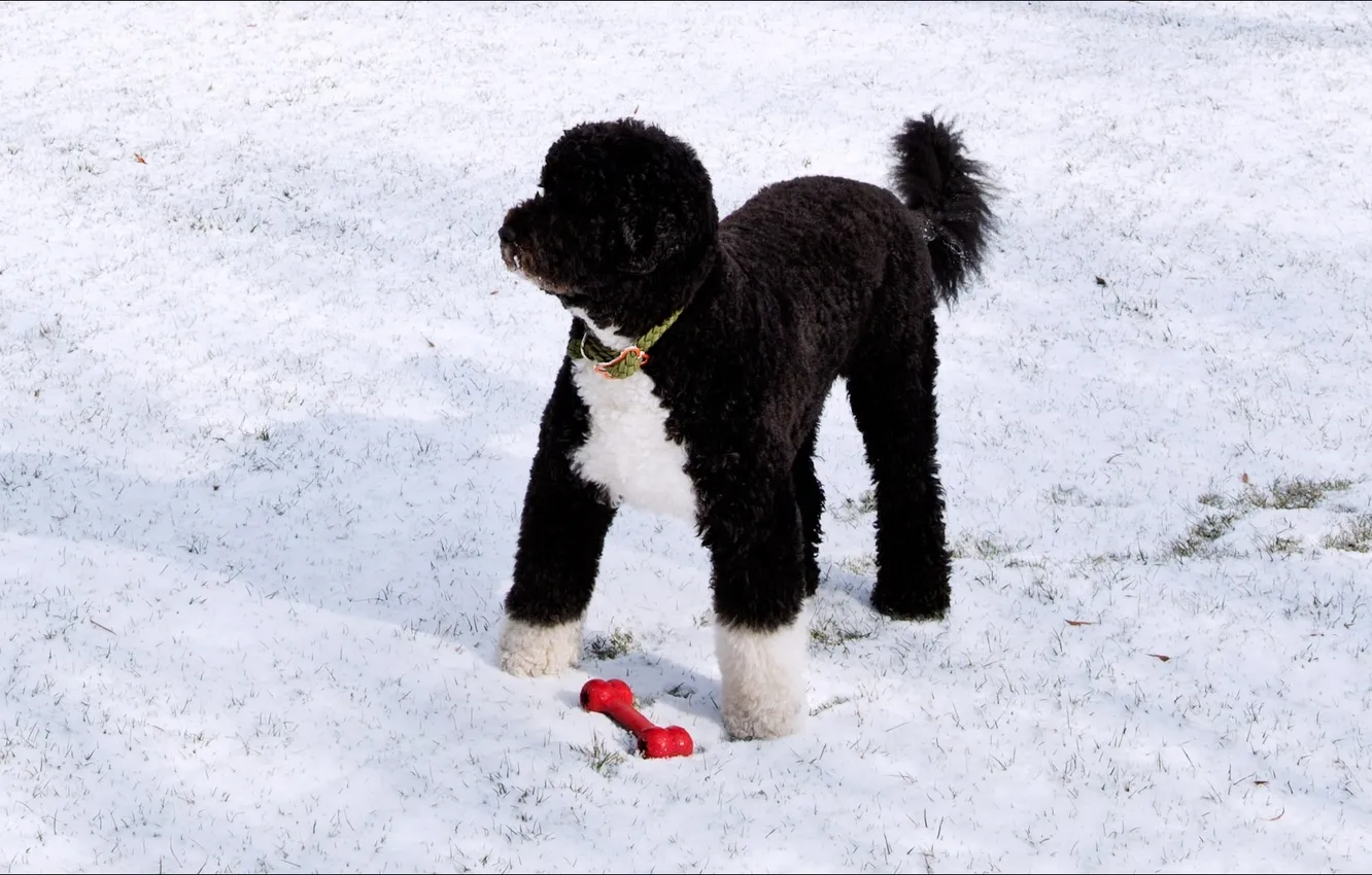 Фото обои dog, winter, Washington, player)