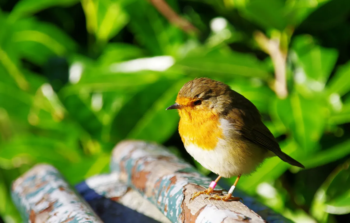 Фото обои Природа, Птичка, Bird