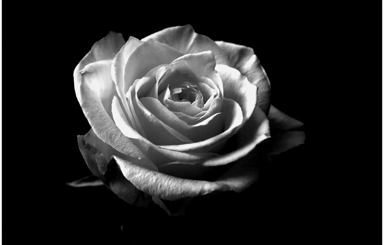 Фото обои цветы, роза, черно-белое, rose, flower