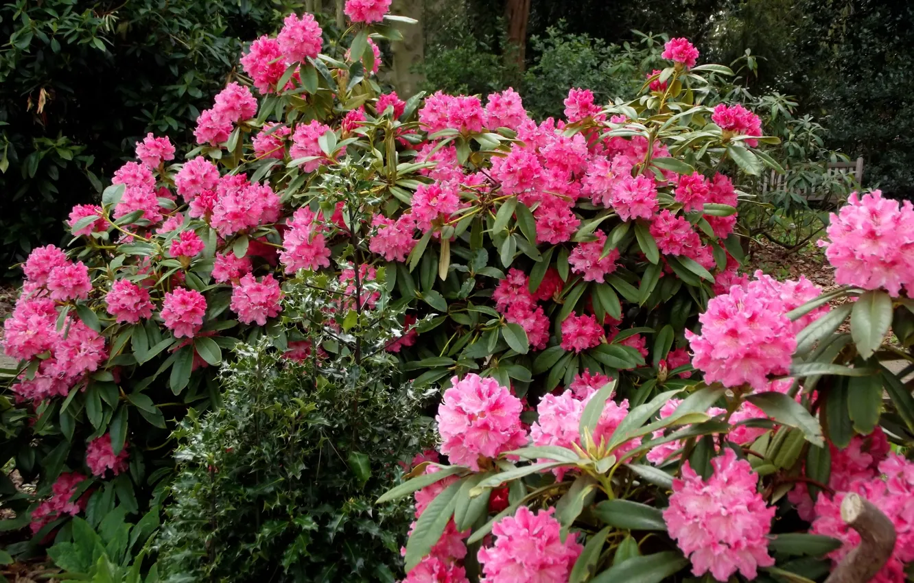 Фото обои Цветы, розовые, кусты, pink, flowers