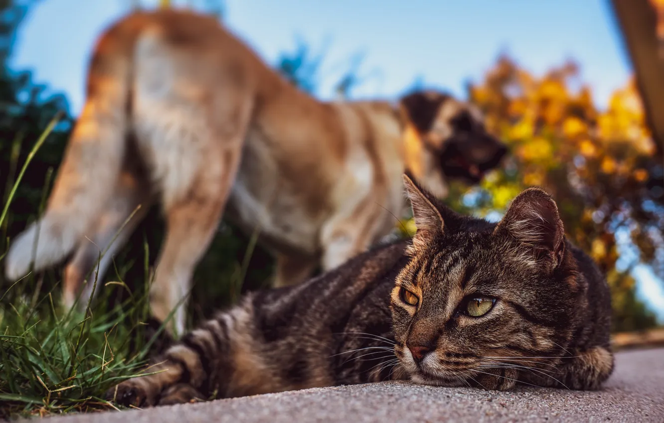 Фото обои осень, кошка, небо, кот, взгляд, морда, свет, природа