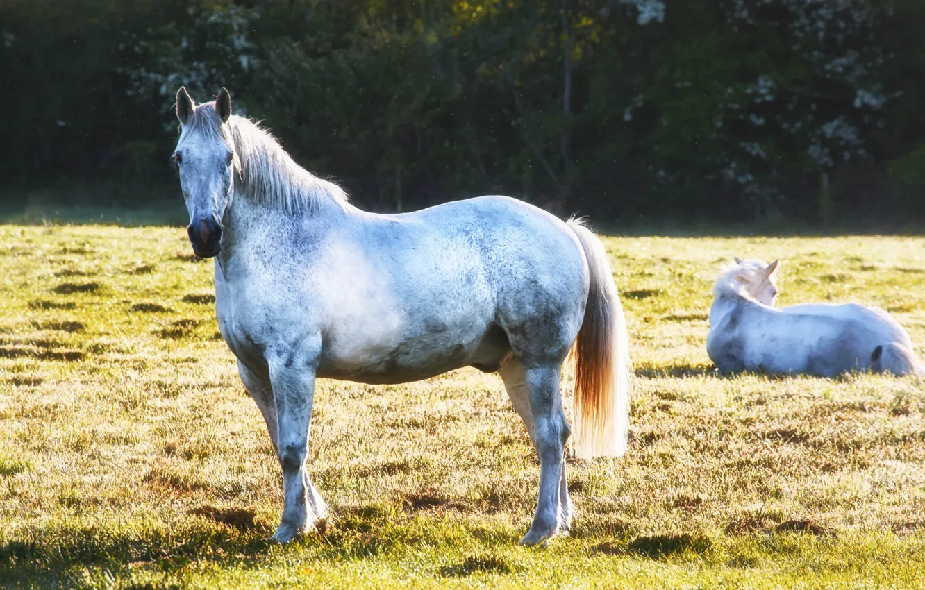 Фото обои поле, лето, лошади