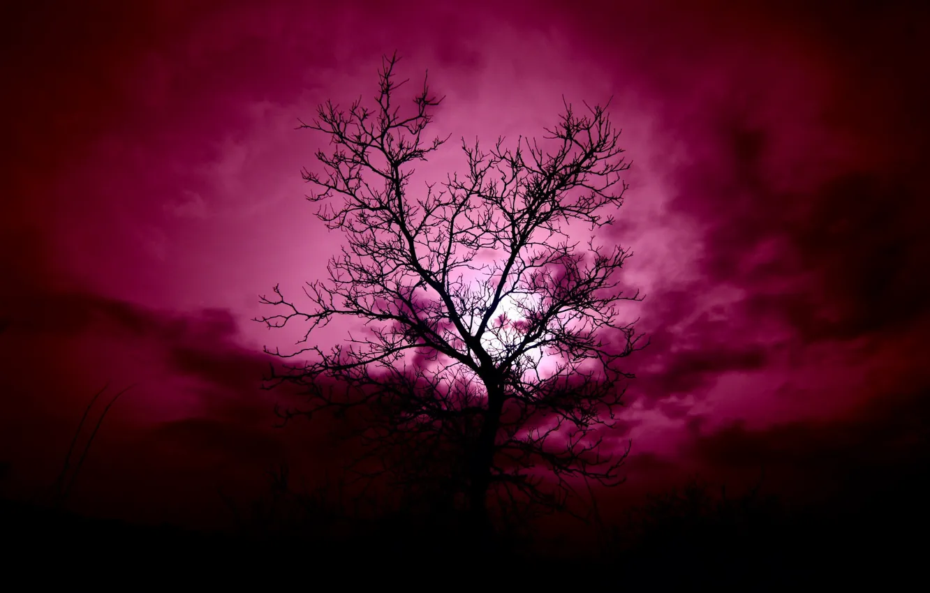 Фото обои небо, ночь, дерево