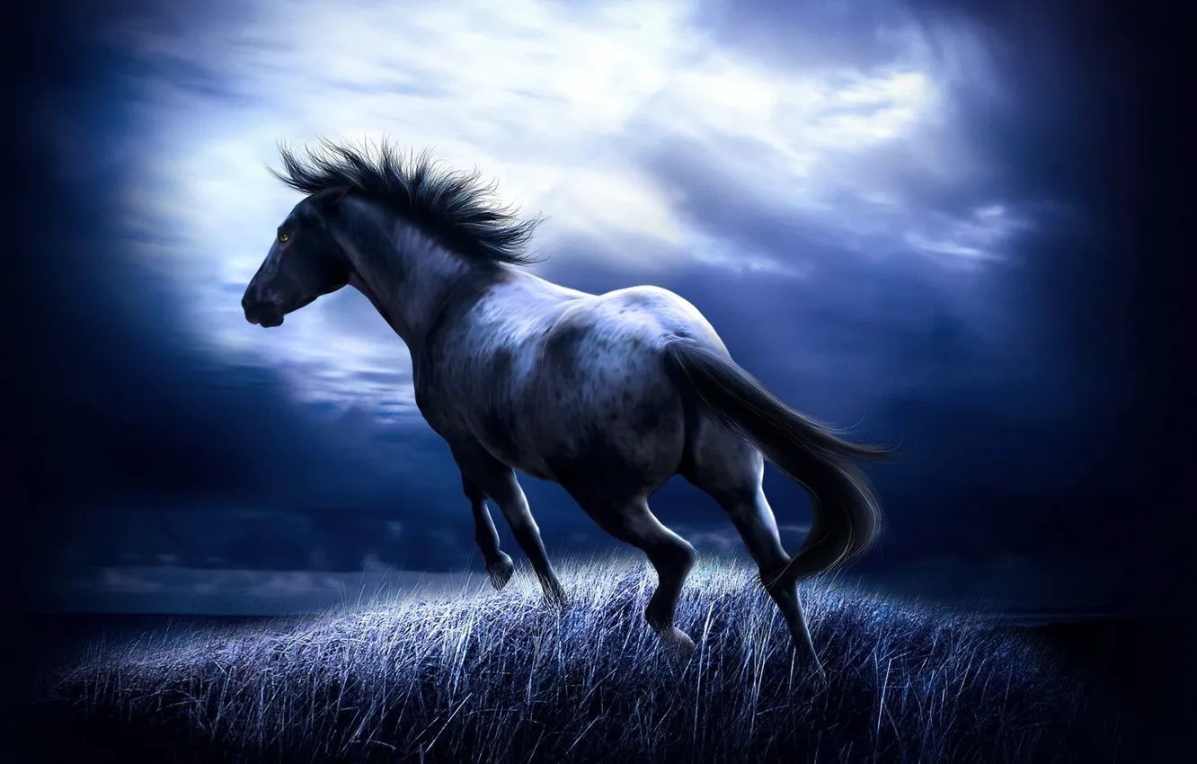 Фото обои поле, ночь, конь
