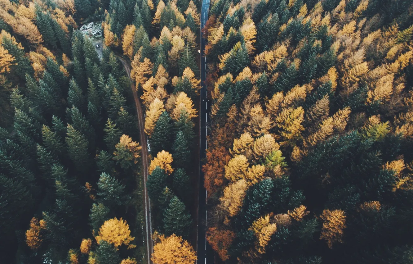Фото обои дорога, осень, лес, деревья, природа, вид сверху