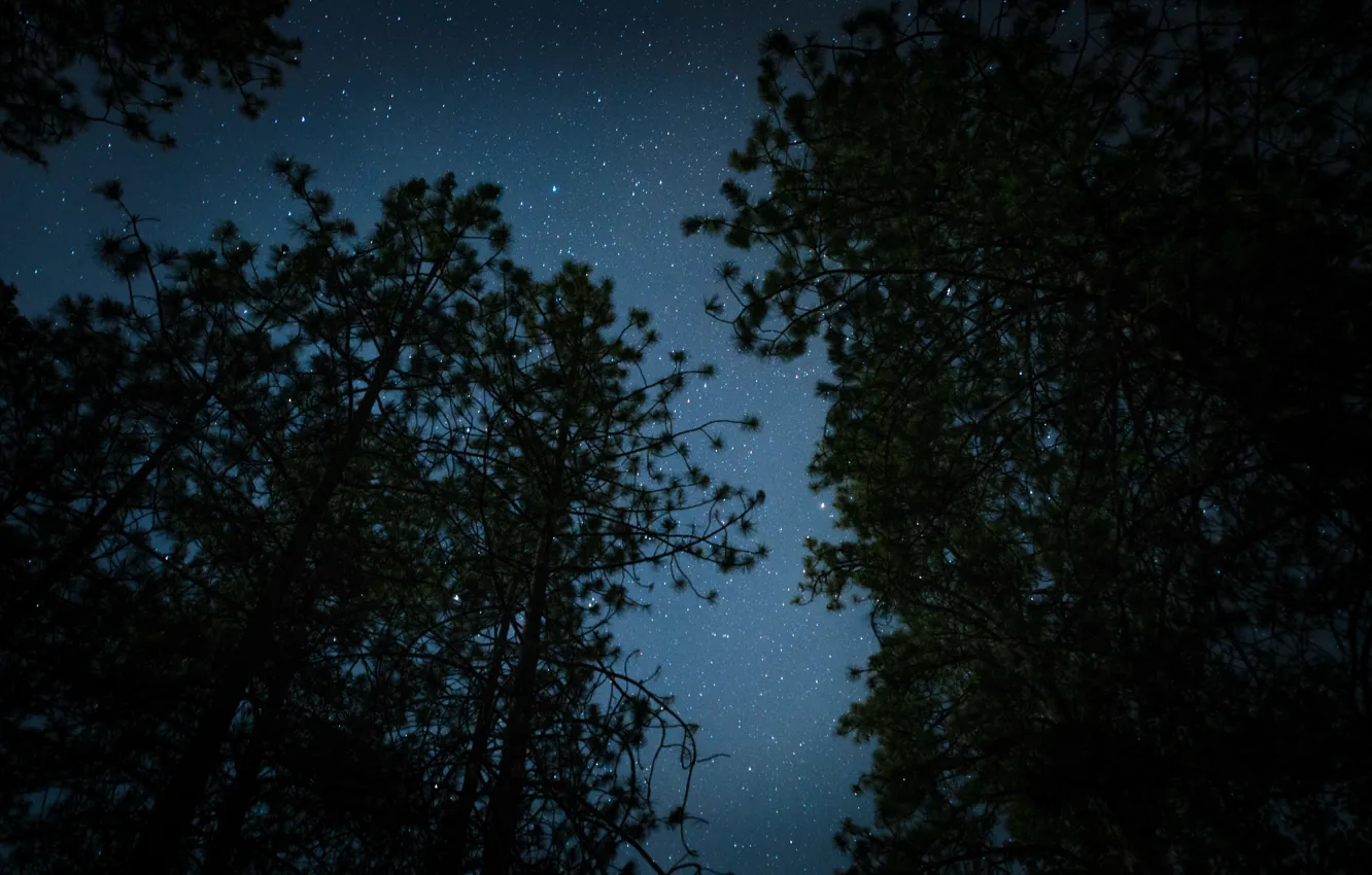 Фото обои лес, небо, звезды, деревья, ночь, природа