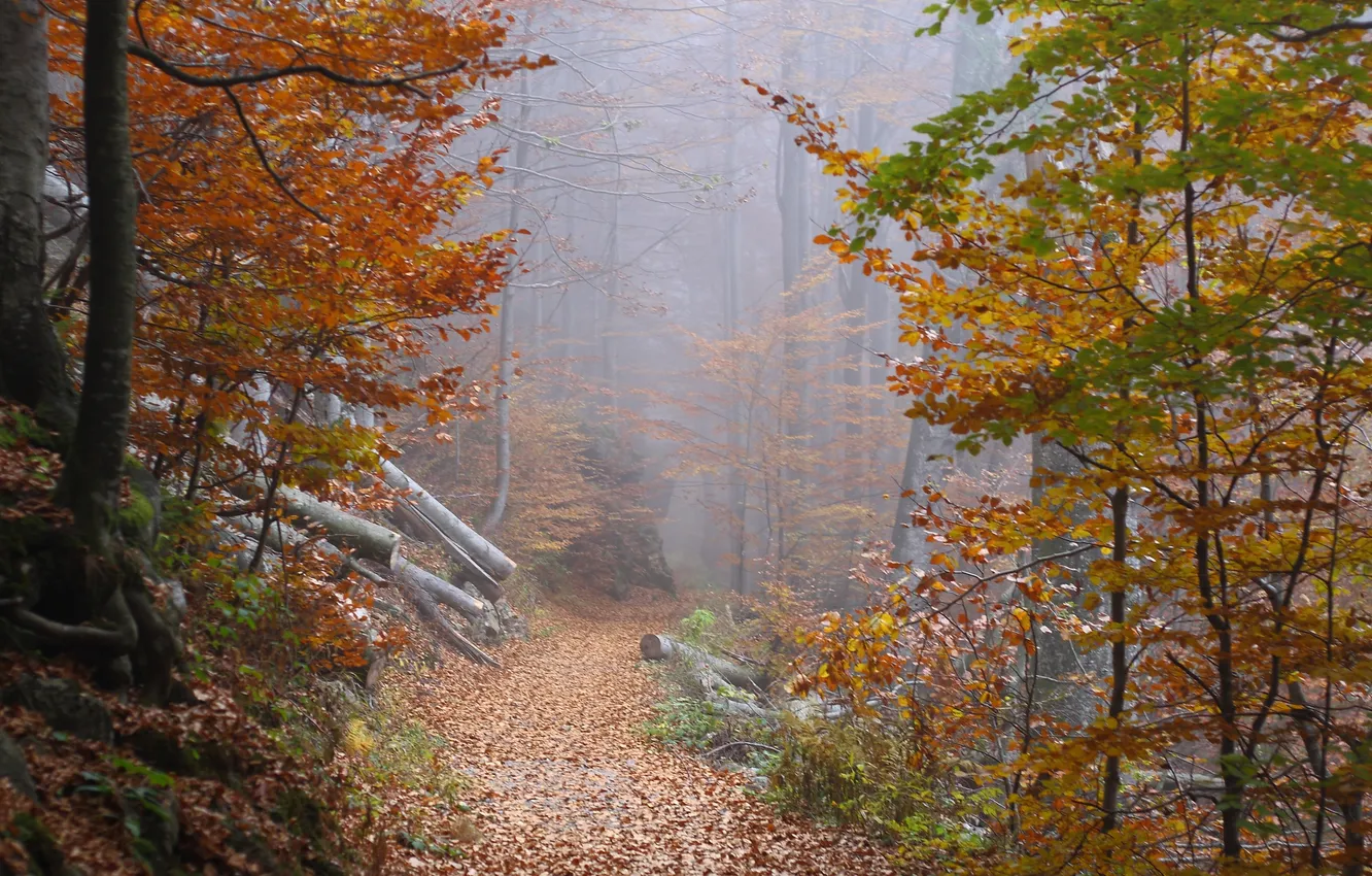 Фото обои осень, лес, листья, деревья, туман, путь, дерево, листва