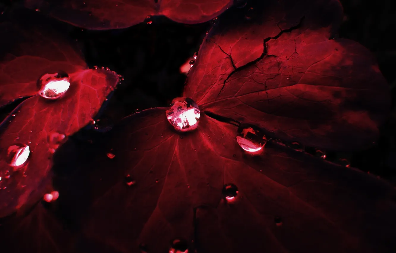 Фото обои капли, макро, красный, трещины, Листья