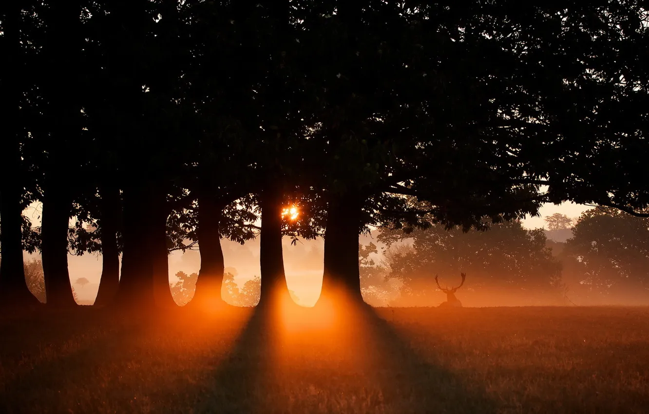 Фото обои природа, олень, утро