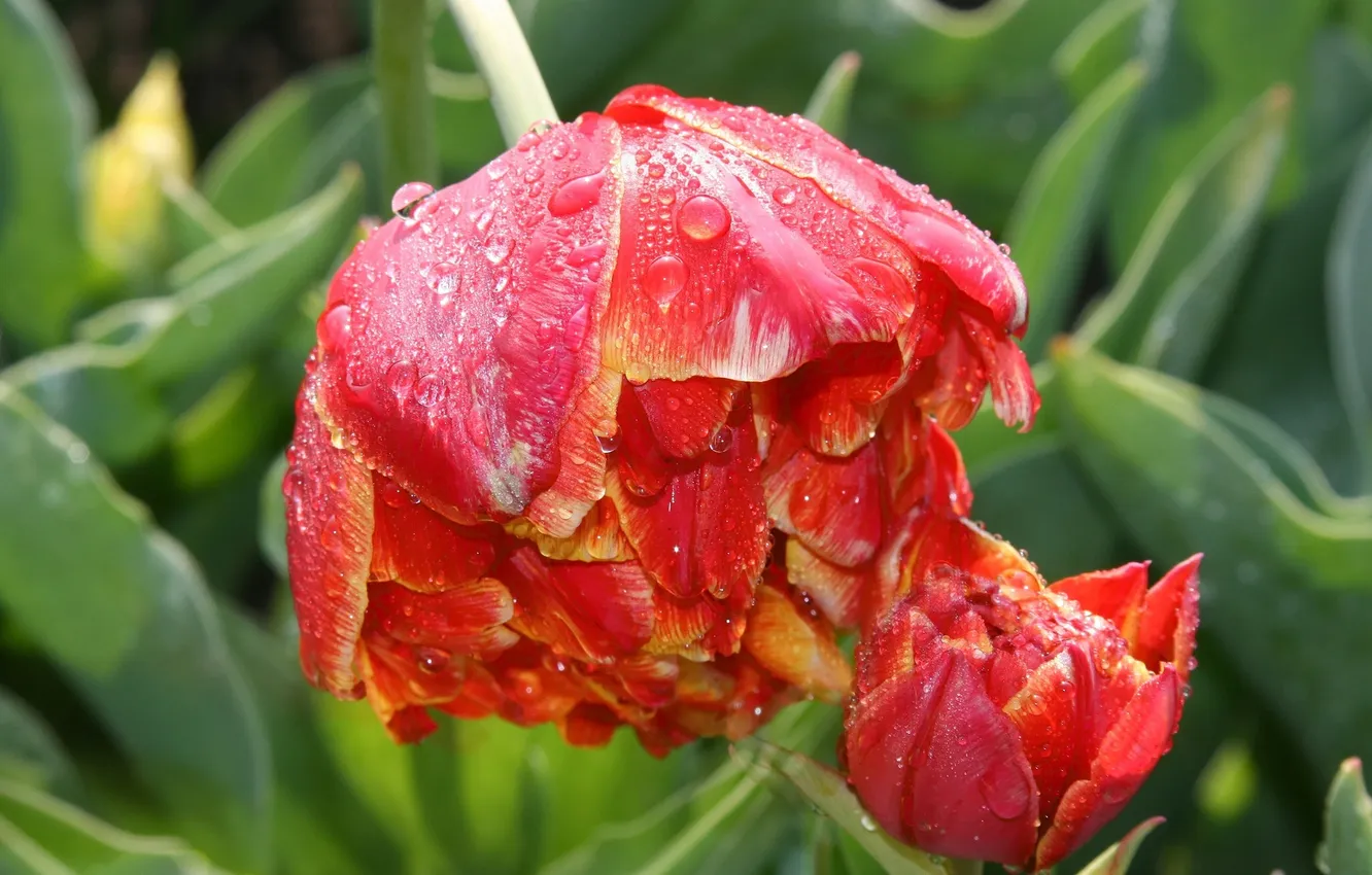 Фото обои капли, макро, тюльпаны, бутоны