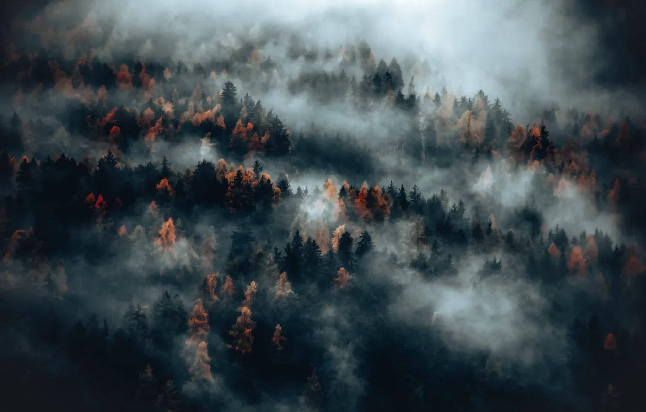 Фото обои Nature, Wood, Autumn, Fog, Trees, Eberhard Grossgaesteiger