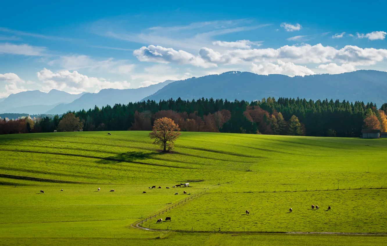 Фото обои clouds, tree, countryside, barn, farm, sunny, herd, cows