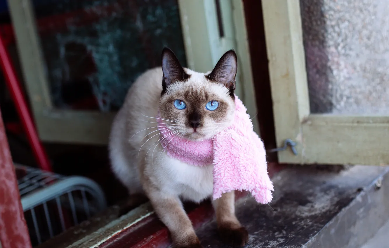 Фото обои кошка, взгляд, розовый, шарф, окно, голубые глаза, мордашка, шарфик