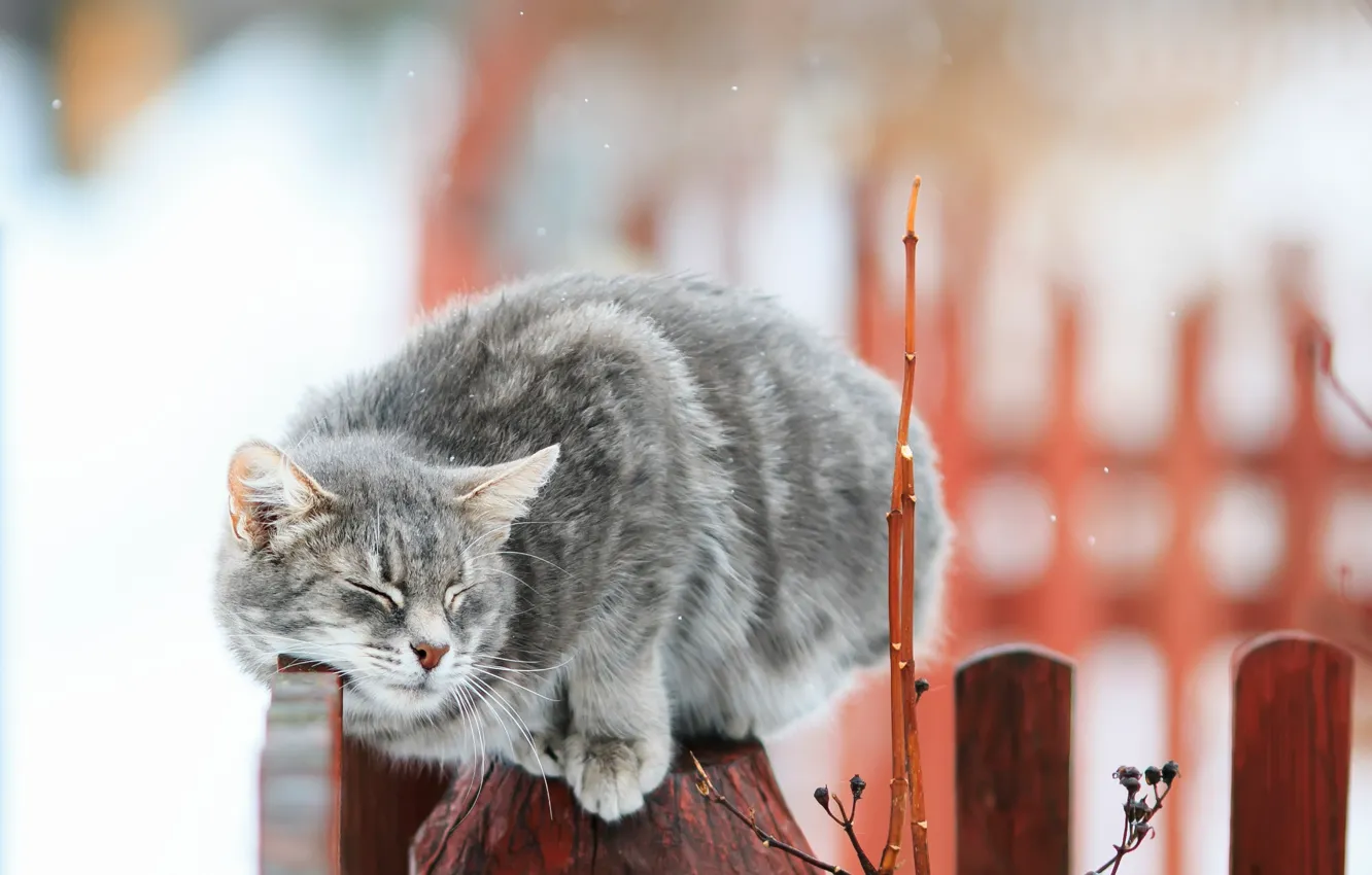 Фото обои кошка, кот, ветки, забор, боке