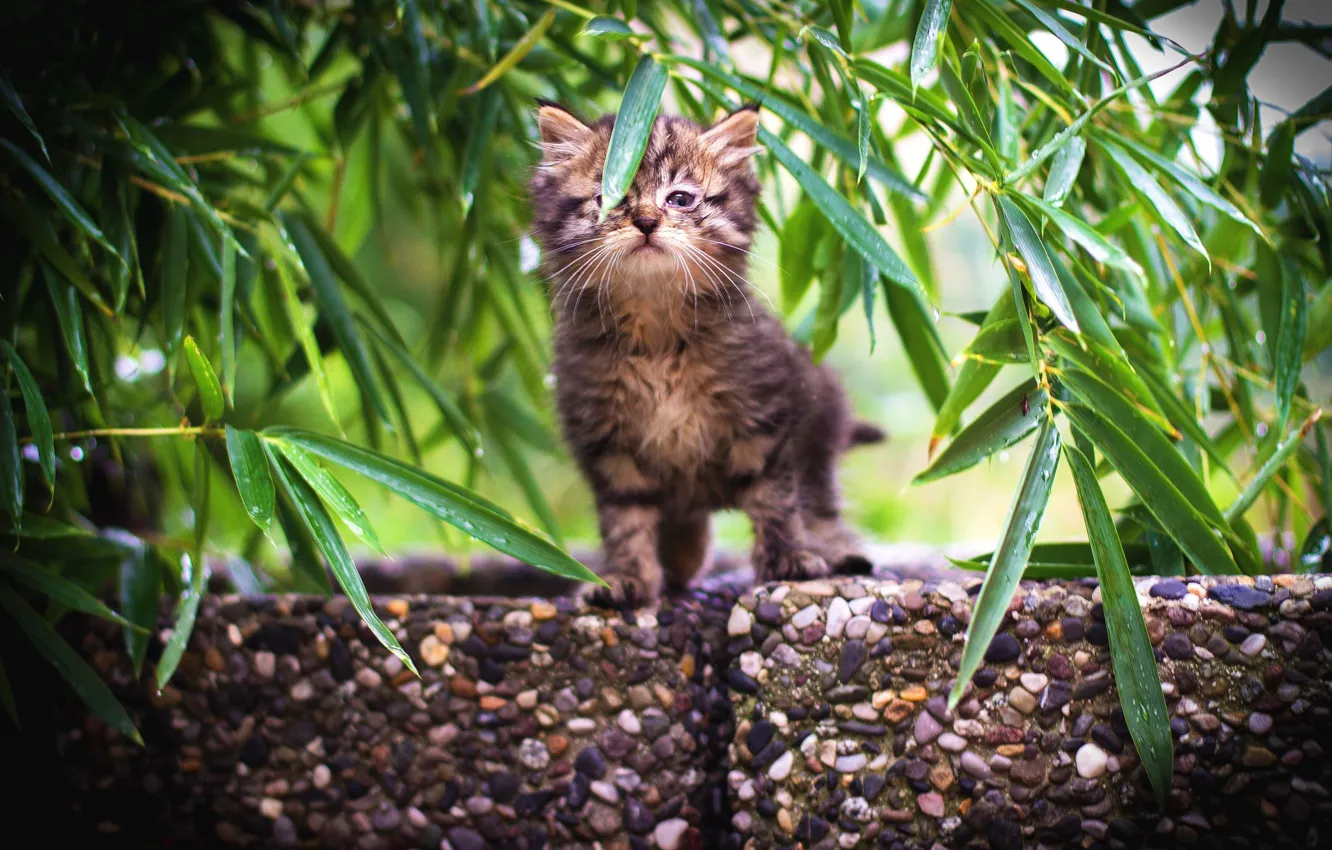 Фото обои кошка, лето, листья, ветки, природа, камни, котенок, серый