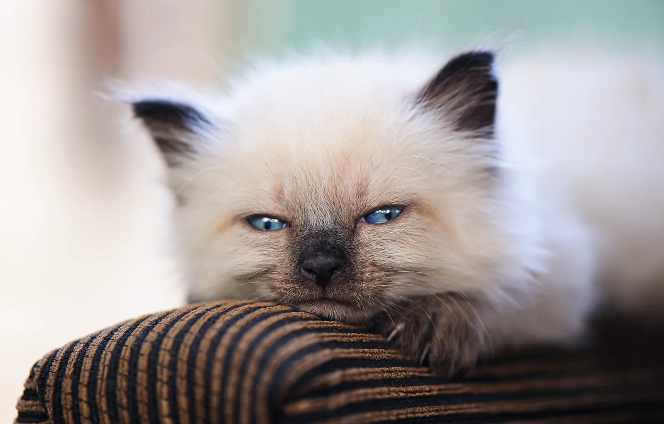 Фото обои взгляд, мордочка, носик, котёнок, голубые глазки