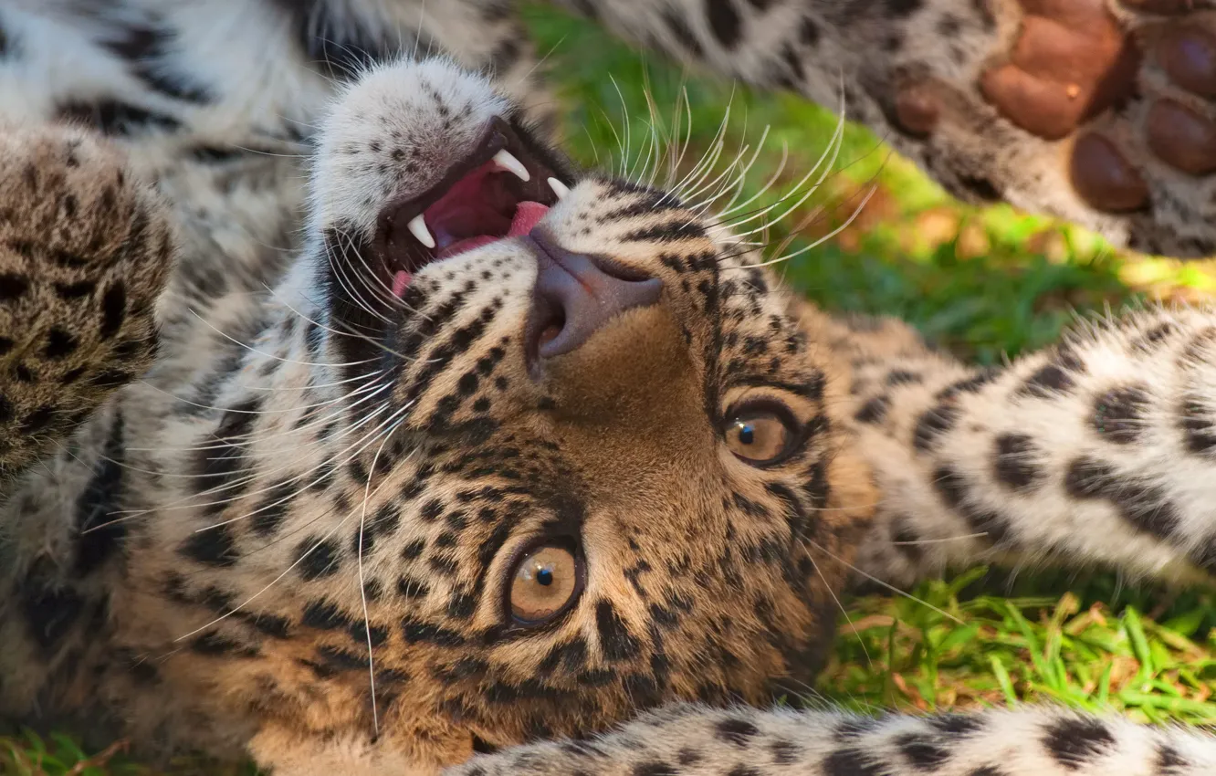 Фото обои игра, хищник, мордочка, леопард, котёнок, leopard
