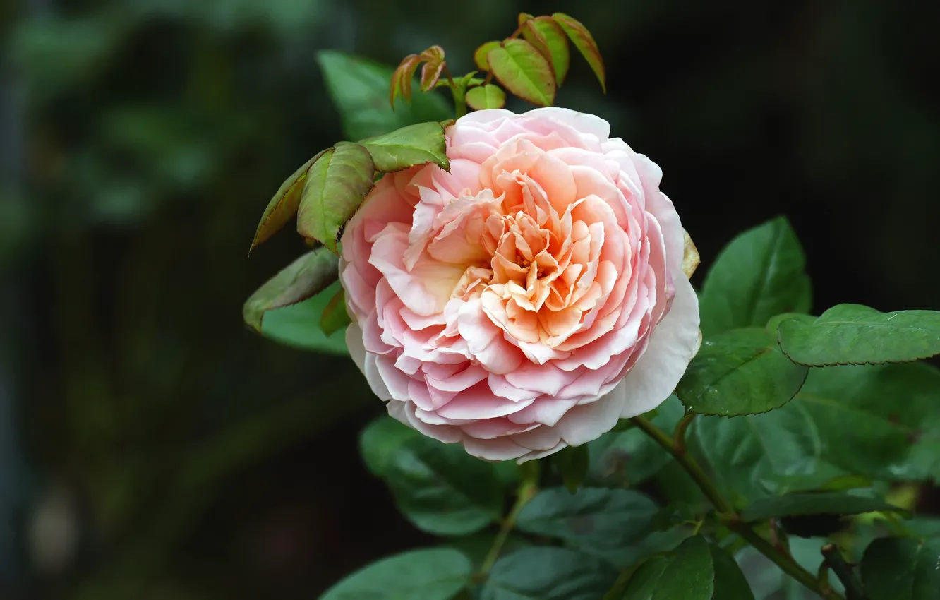 Фото обои листья, темный фон, розы, сад, бутоны, пышная, персиковый