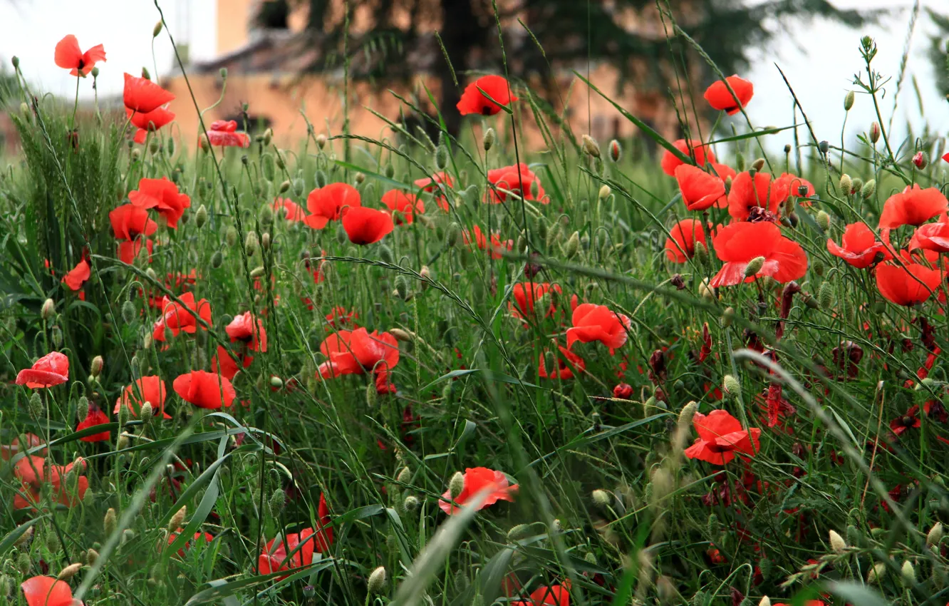 Фото обои поле, трава, цветы, маки, дома