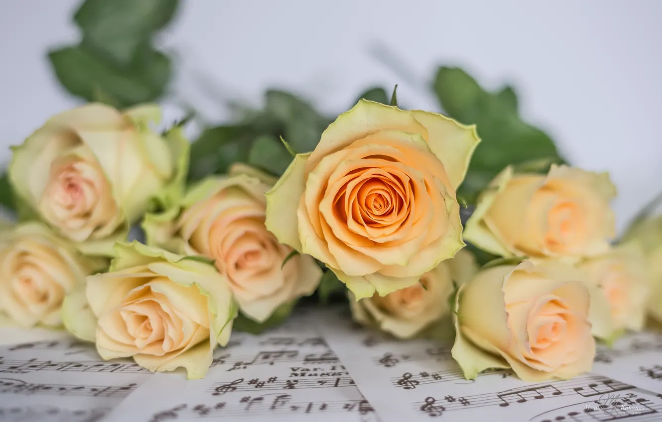 Фото обои цветы, ноты, розы, бутоны
