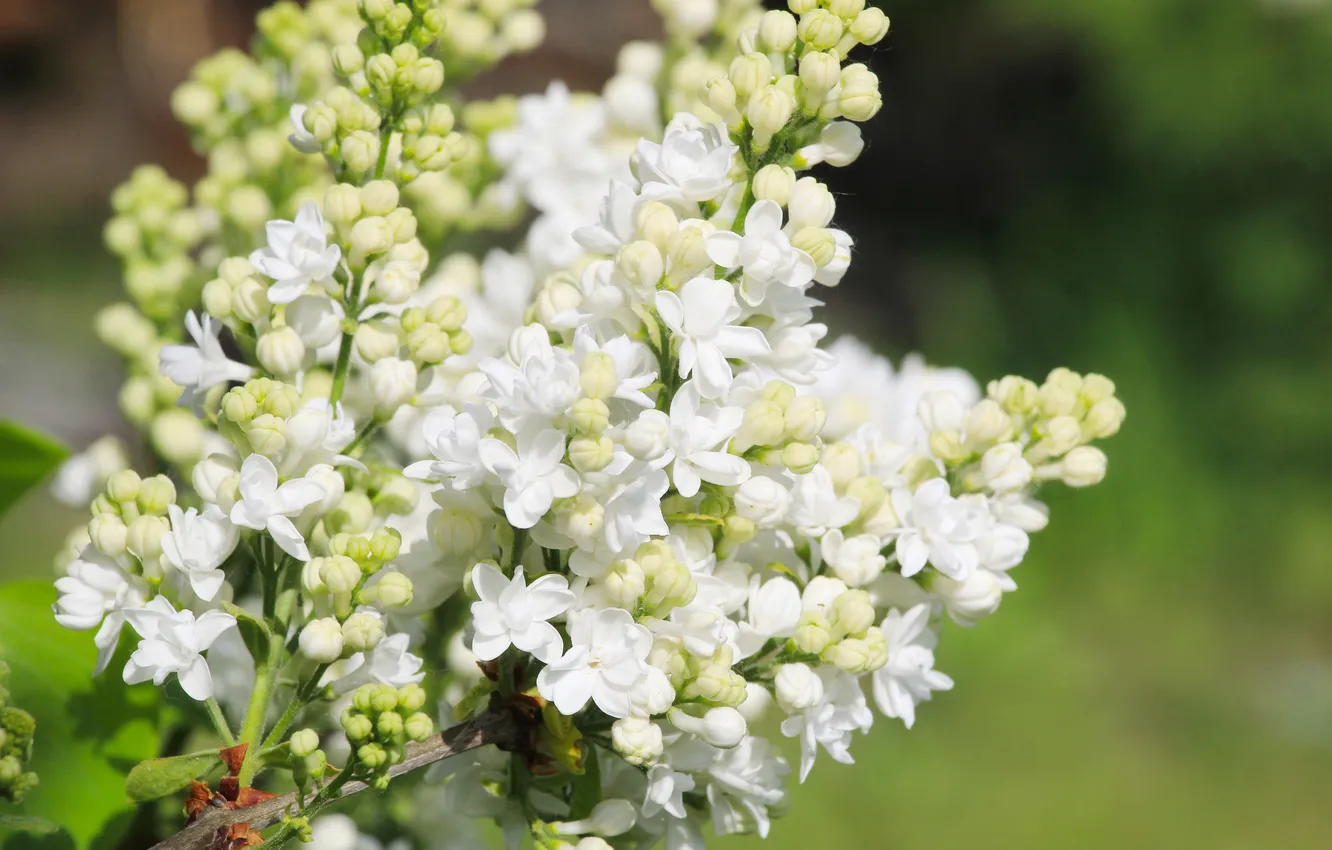 Фото обои white, flower, spring, lilac, blooming