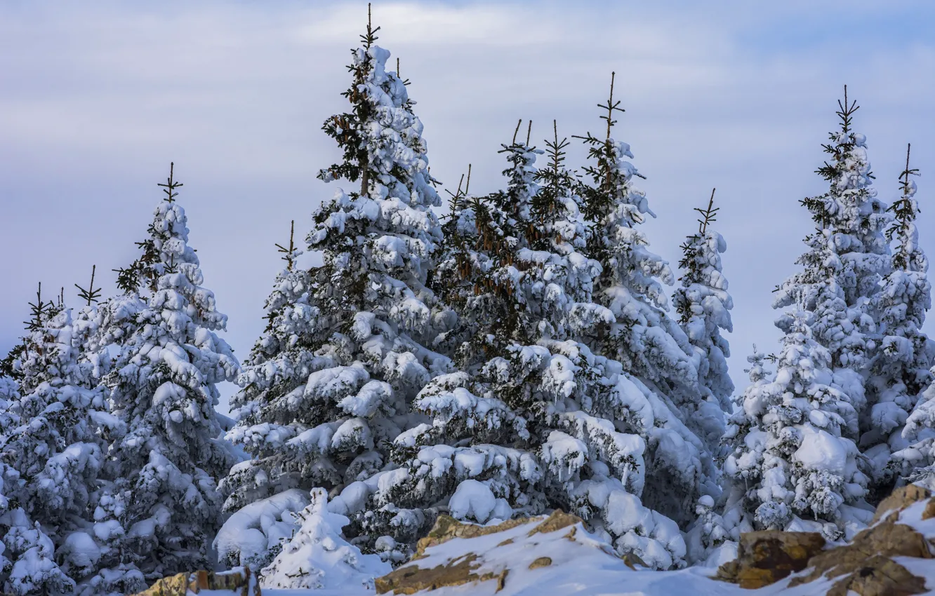 Фото обои зима, снег, деревья, природа, камни, ели, Андрей Шарапов