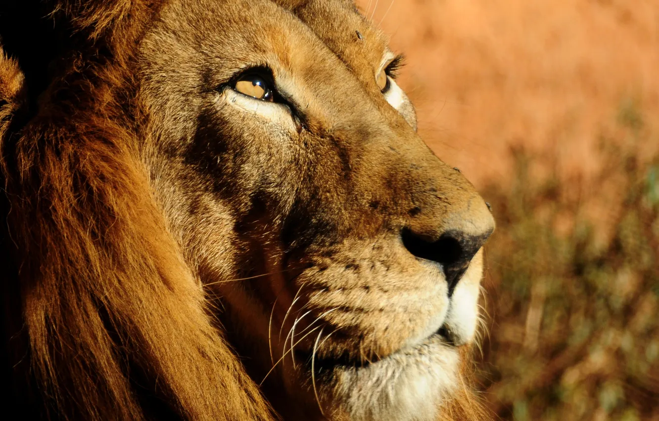 Фото обои лев, Lion, Leo, lev