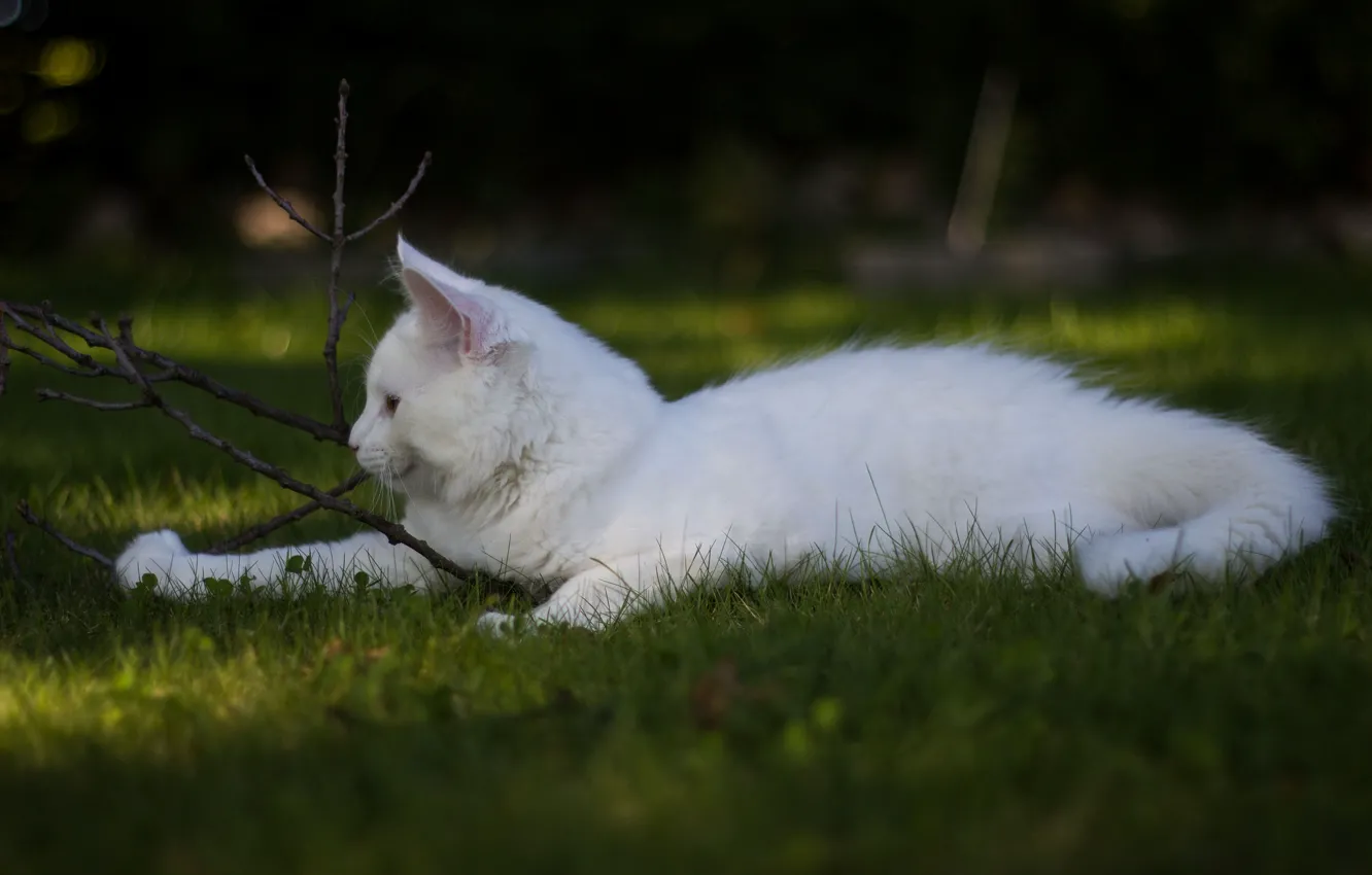 Фото обои белый, трава, кот, игра