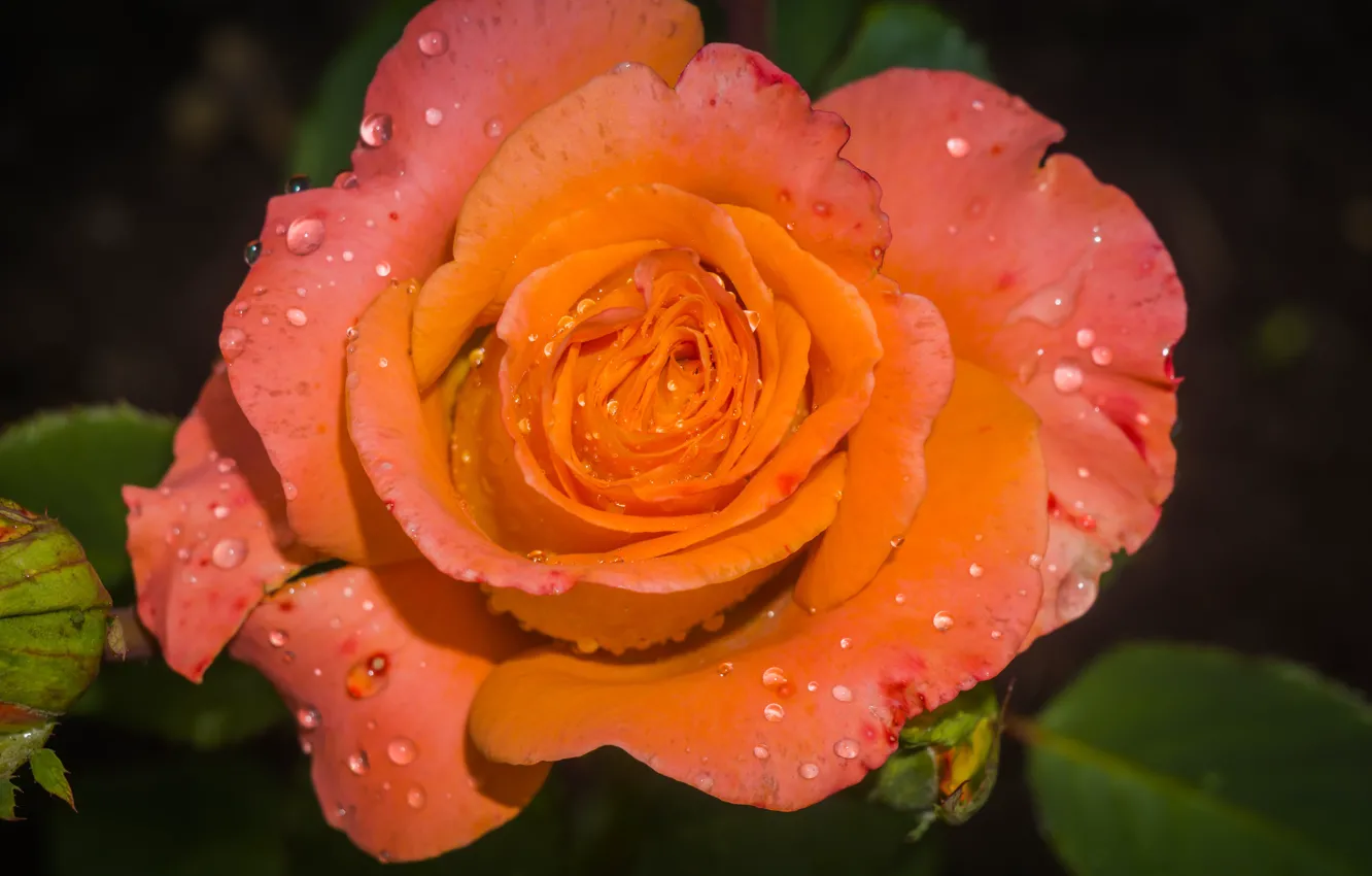 Фото обои макро, роза, оранжевая, капли воды
