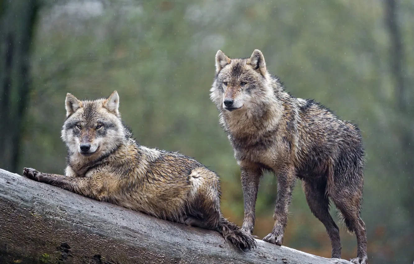 Фото обои nature, face, animal, wolf, wildlife, head, fur, mammal