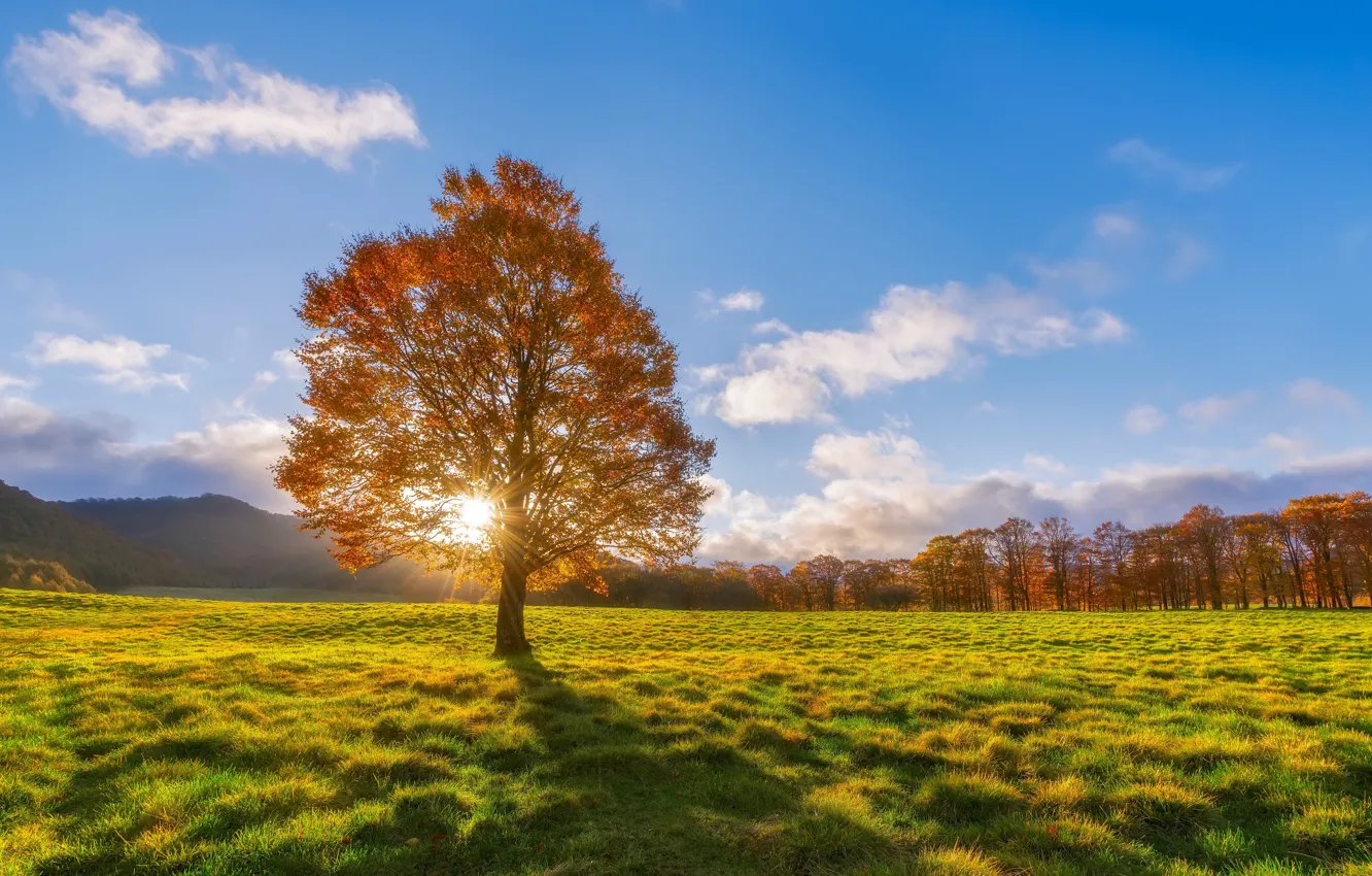 Фото обои поле, осень, дерево