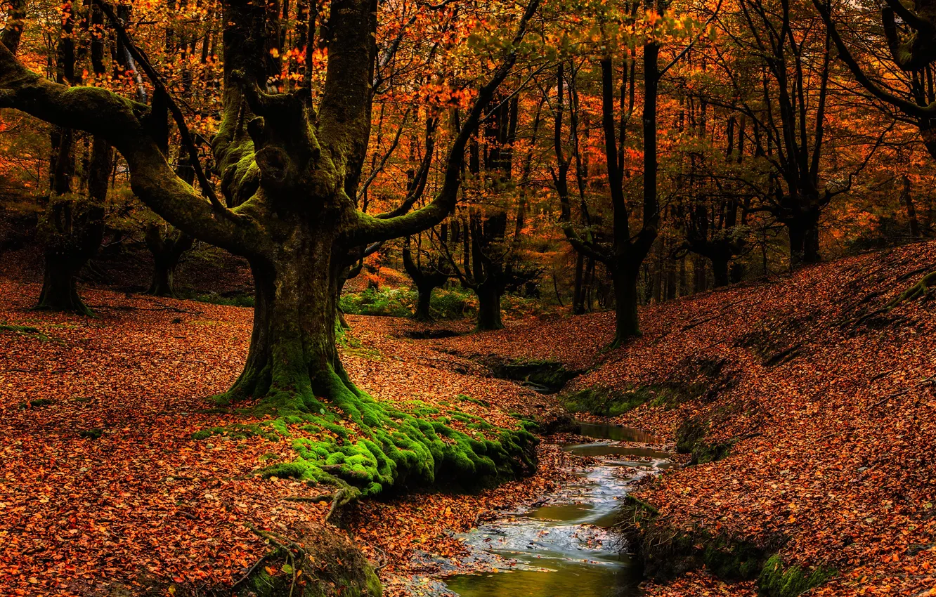 Фото обои осень, лес, листья, деревья, ветки, ручей, стволы, листва