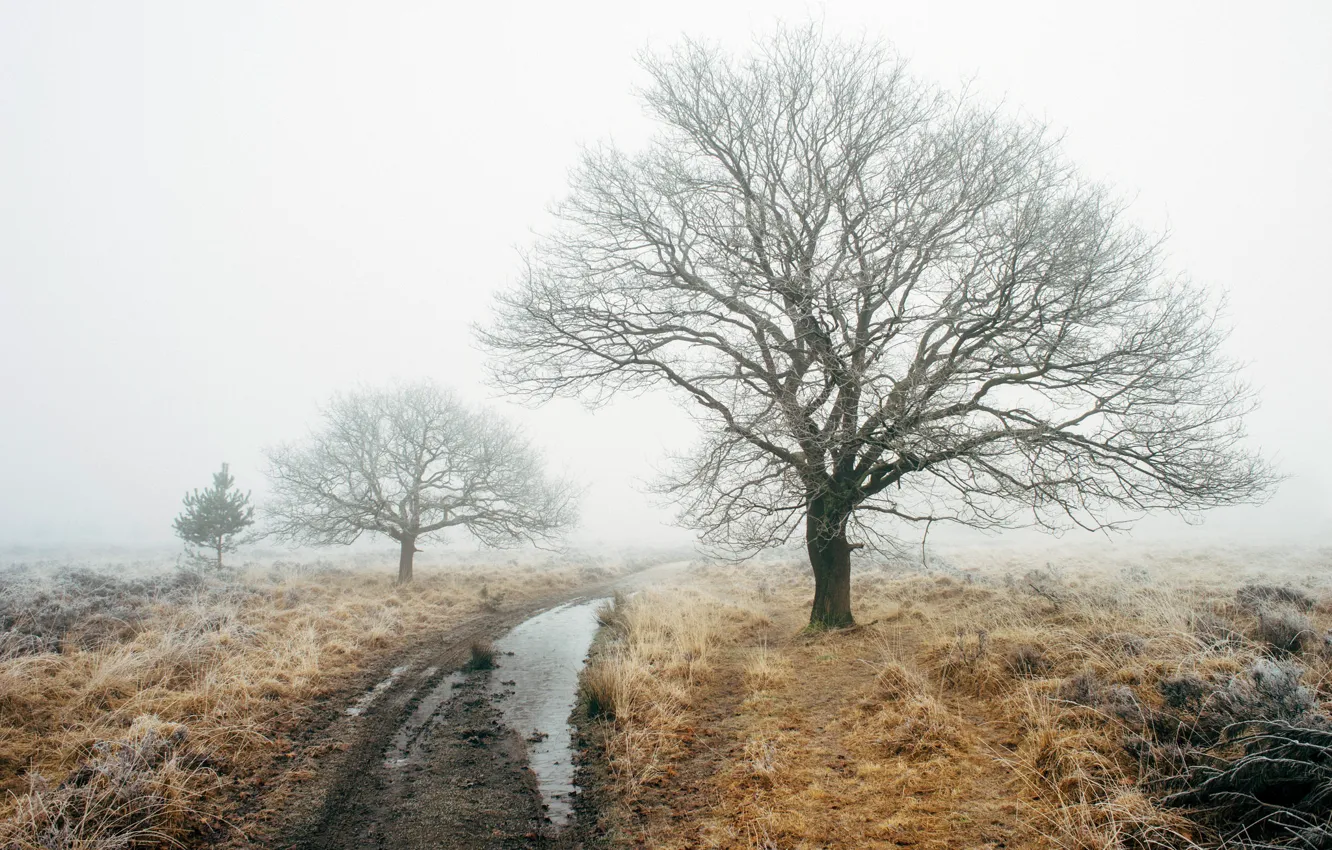 Фото обои дорога, поле, туман, дерево