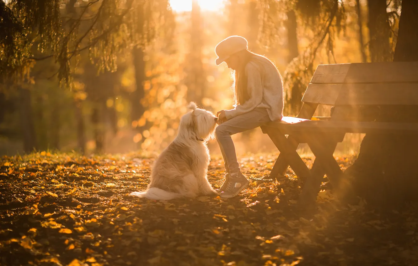 Фото обои осень, лучи, свет, скамейка, парк, настроение, листва, собака